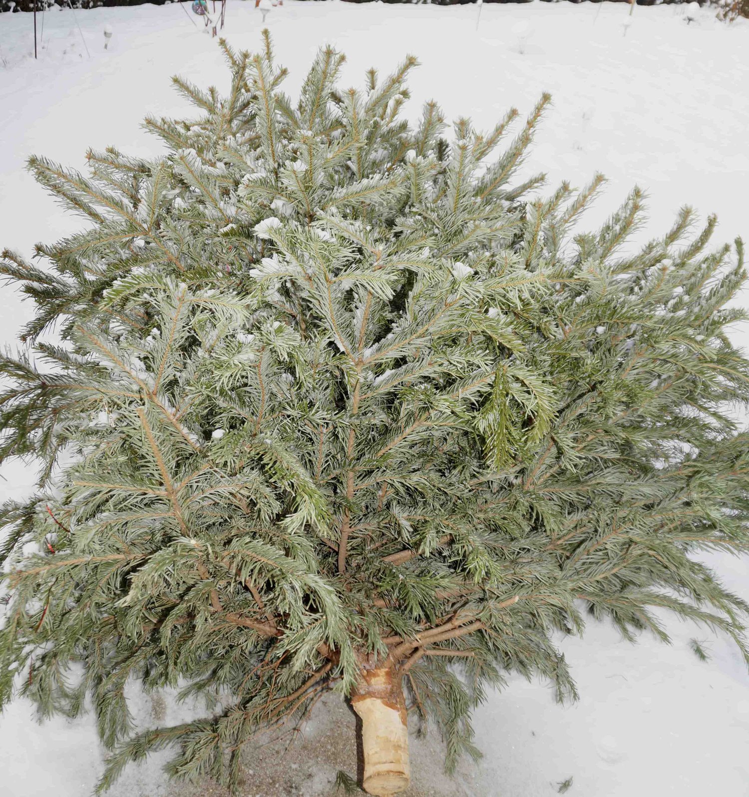 weihnachtsbaum entsorgen 28 images wie entsorgt einen weihnachtsbaum entsorgen 28 images wie entsorgt einen