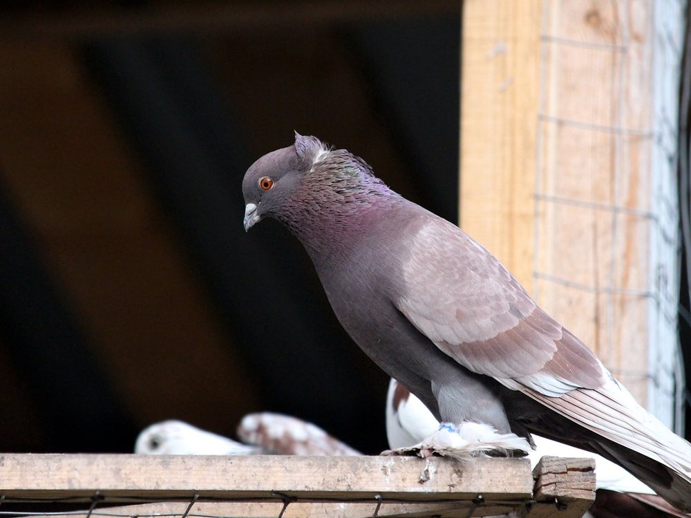 pigeon-3343826_1280