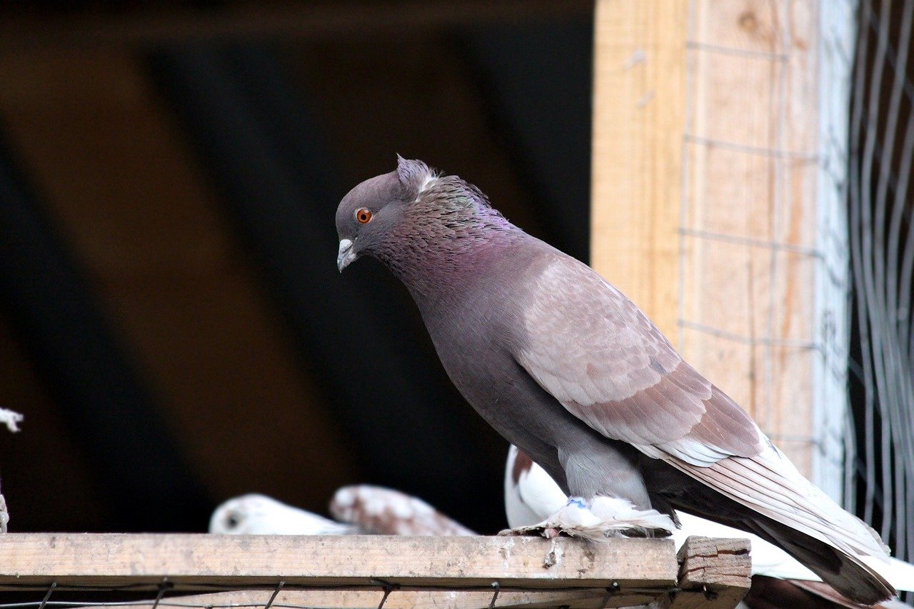 pigeon-3343826_1280