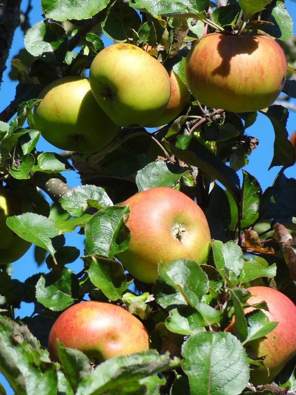 Streuobsttag in Bad Grönenbach