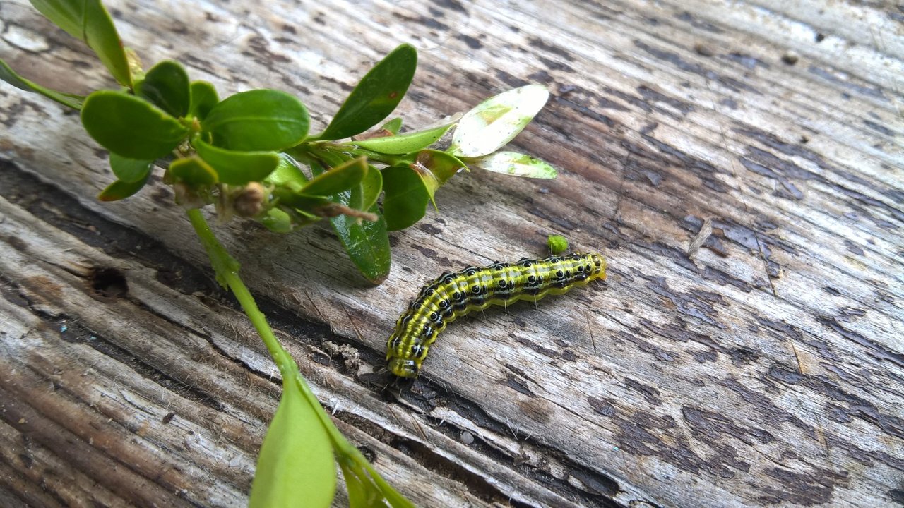 2019-09-12 Buchsbaumzünsler Raupe.jpg