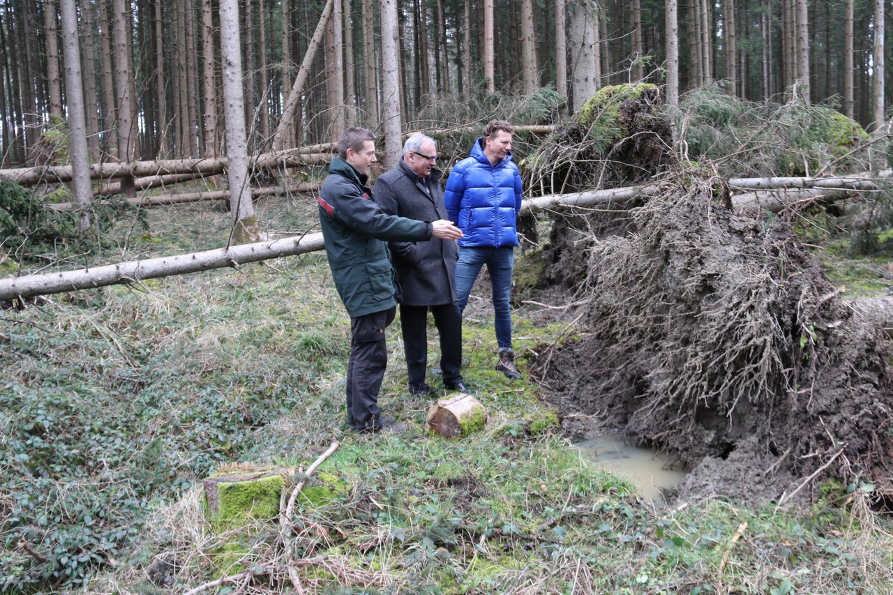 Nicht nur Schadholz - Wald Sturm