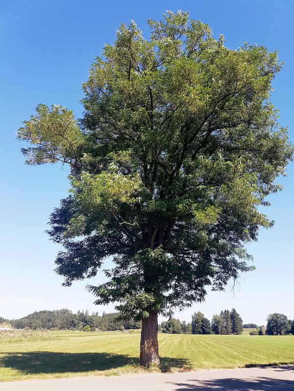 Baum des Jahres