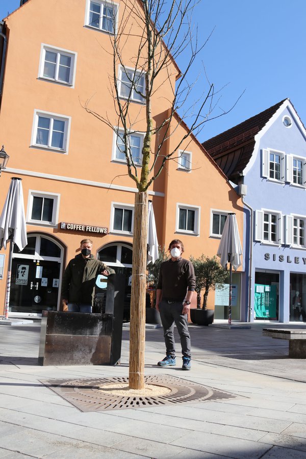 Baum schützt Brunnen