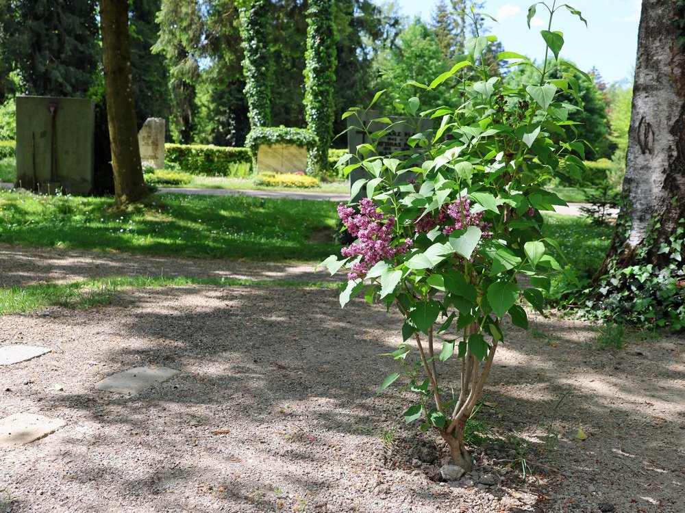 2025-05-19_Waldfriedhof_02