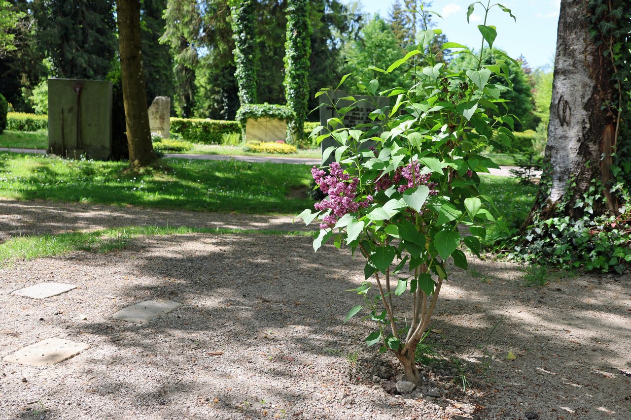 2025-05-19_Waldfriedhof_02