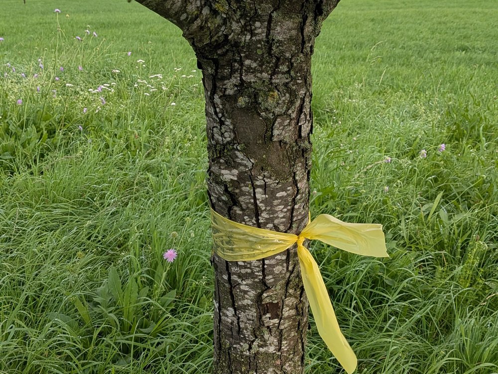 Gelbes Band Obstbaum