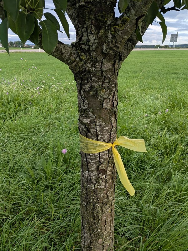 Gelbes Band Obstbaum