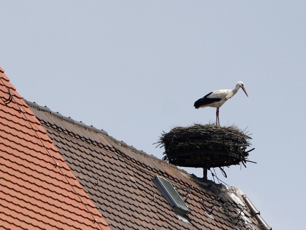 2026-02-10 Weißstorch_Dach