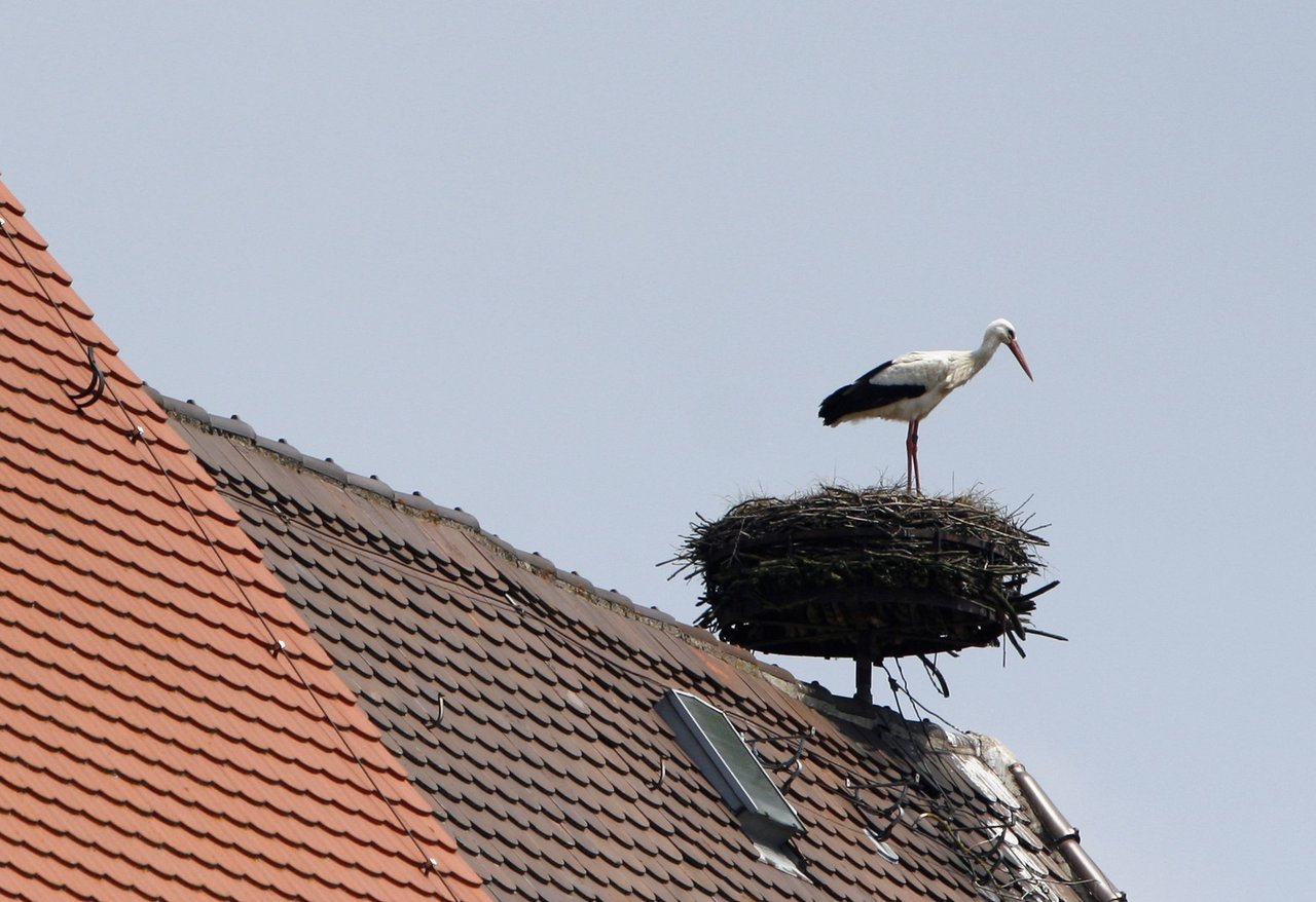 2026-02-10 Weißstorch_Dach