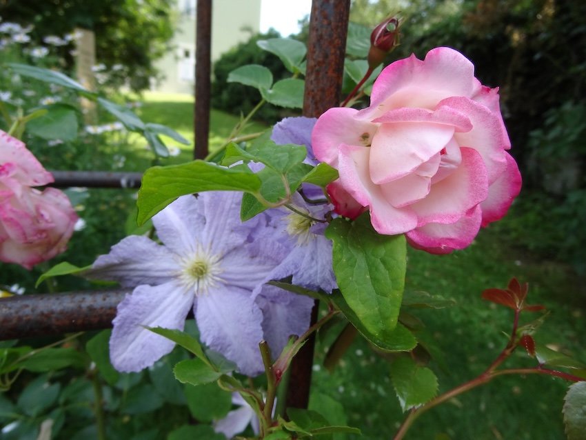 2026-03-03 Schnittkurs_Rosen