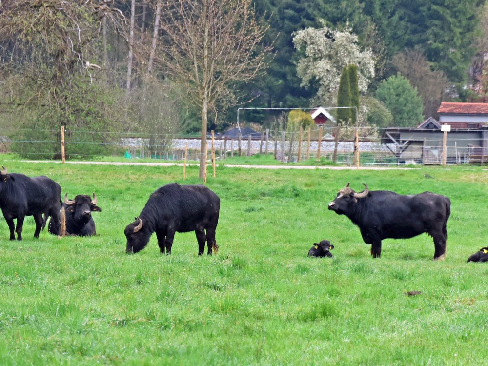 2026-04-14_Wasserbüffel_Steinheim_1 nah