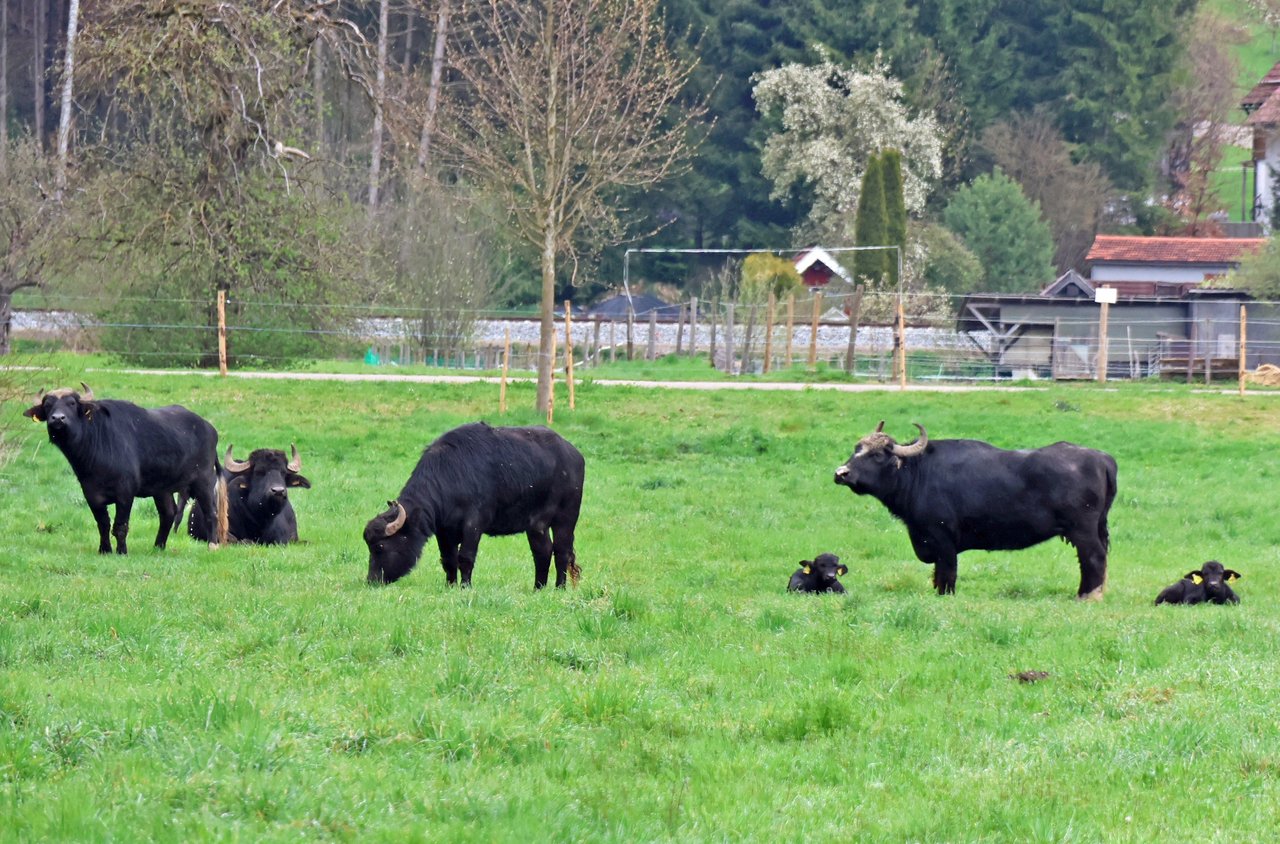 2026-04-14_Wasserbüffel_Steinheim_1 nah