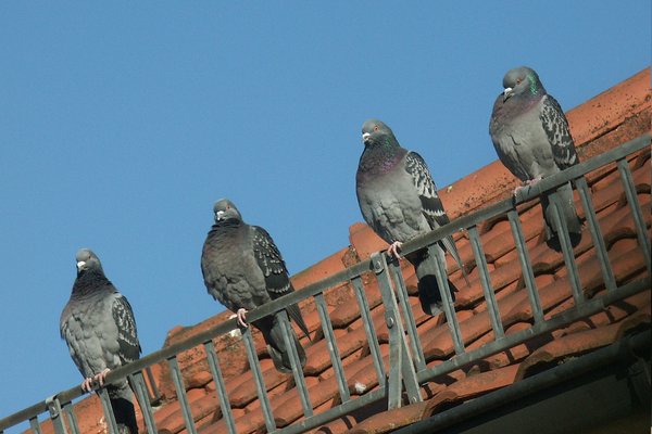 {{ blog.title }}