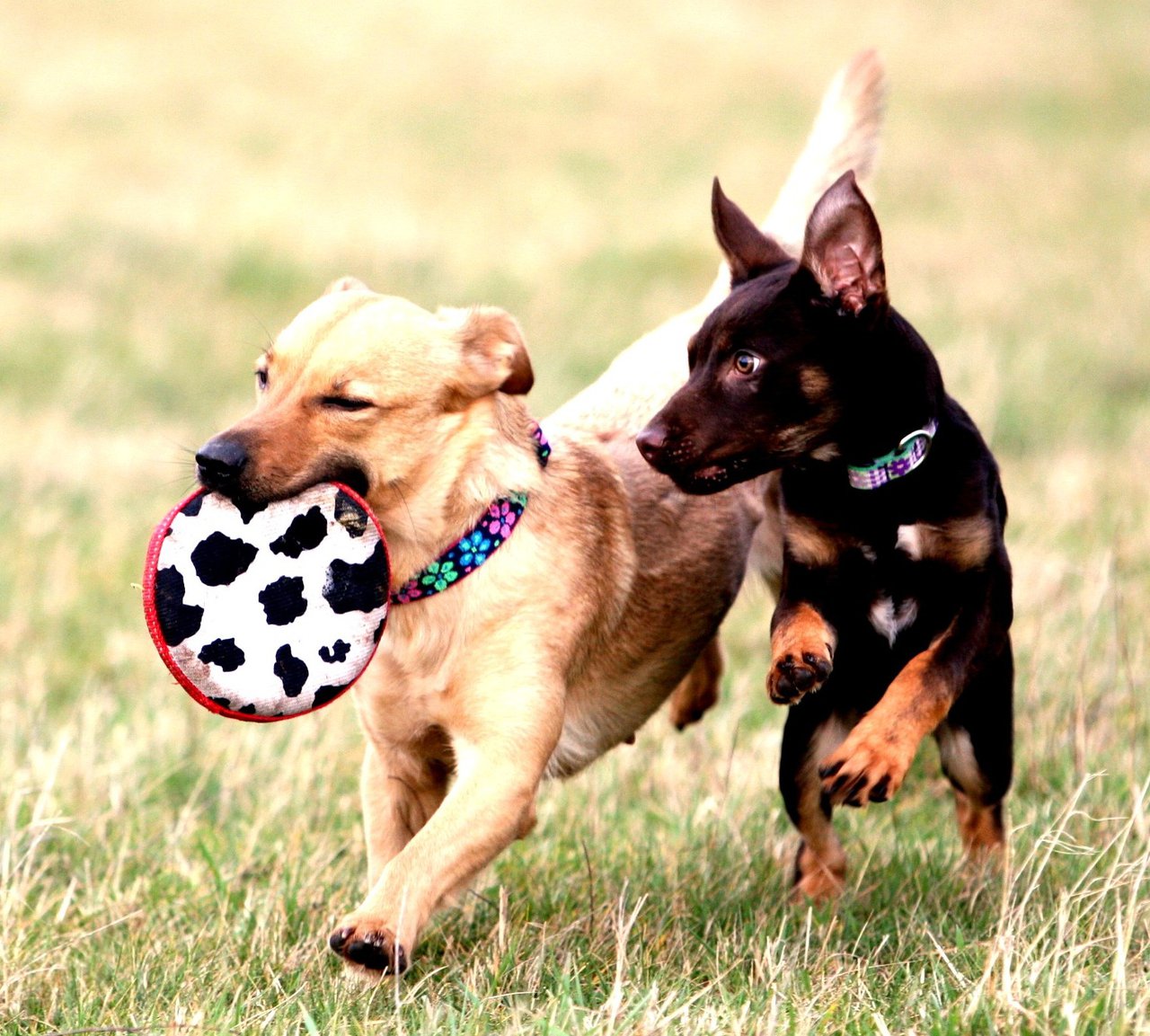 Antrag Hundespielplatz