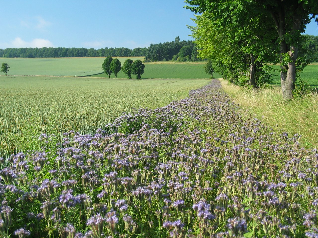 Blühstreifen