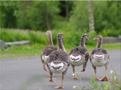 Wildvögel füttern verboten