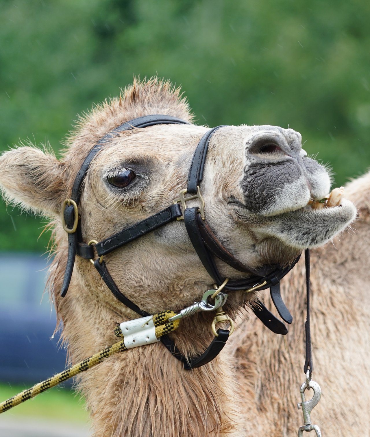 Tierheim Tag offene Tür