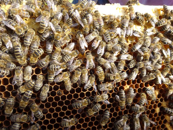 Bienenzuchtverein