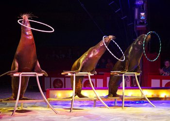 Circus Krone