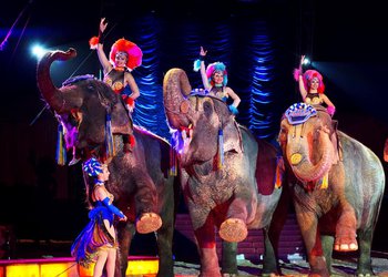 Circus Krone