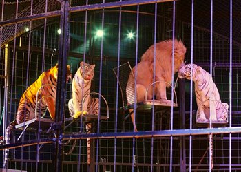 Circus Krone