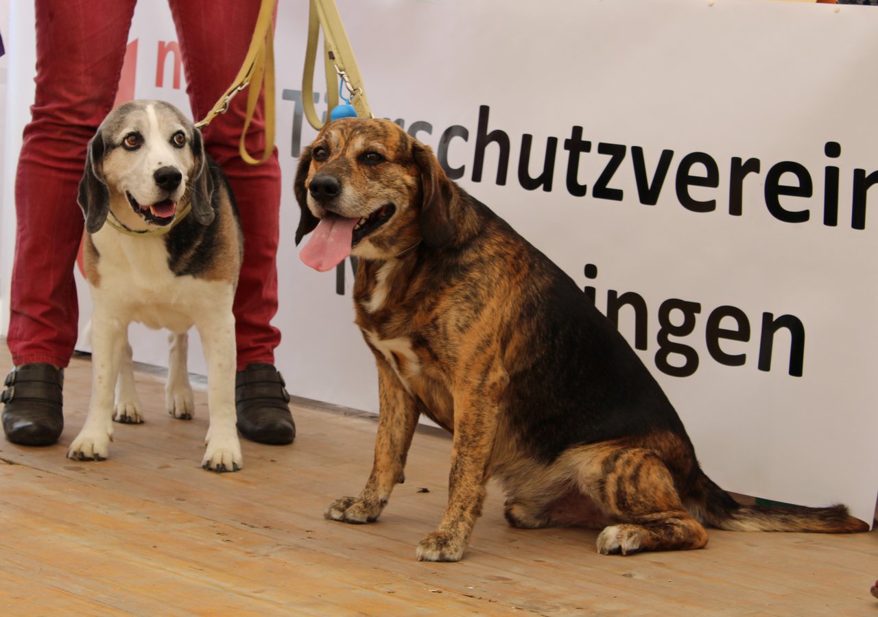 Mitgliederversammlung des Tierschutzvereins