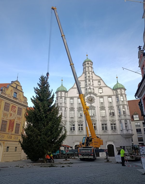 Weihnachtsbaum 2025