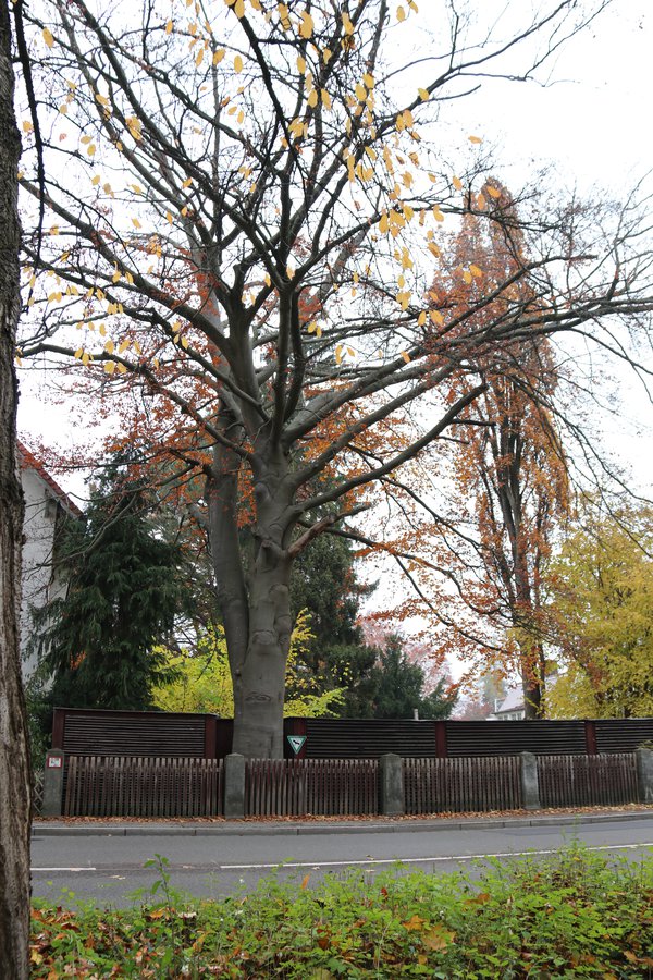 blutbuche königsgraben