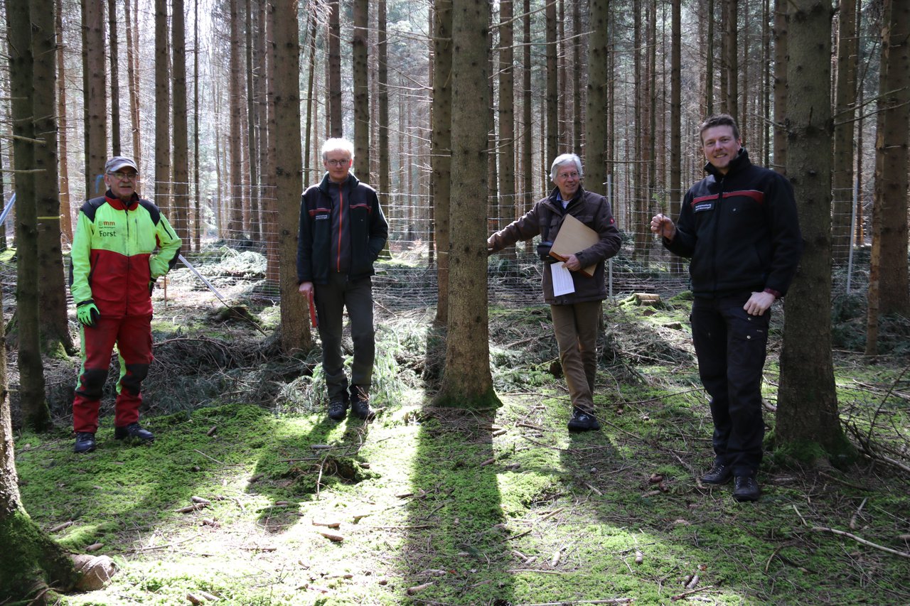 Stabilität und Zukunft im Wald.jpg