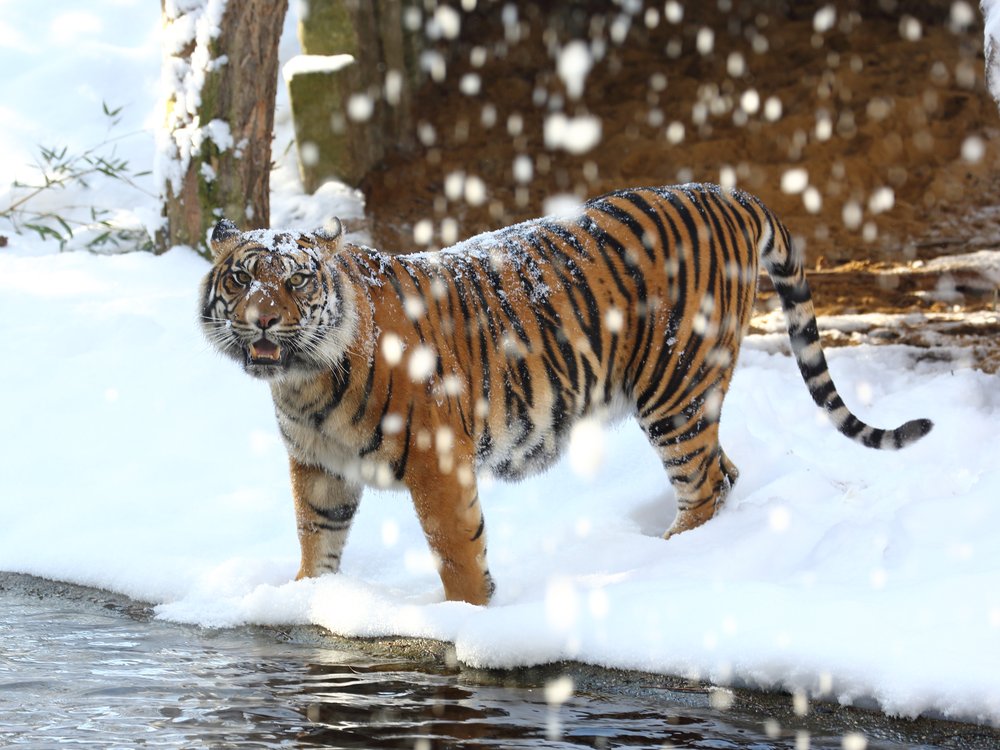Sumatra Tiger 121 Panthera tigris sumatrae Sumatra Zoo Augsburg