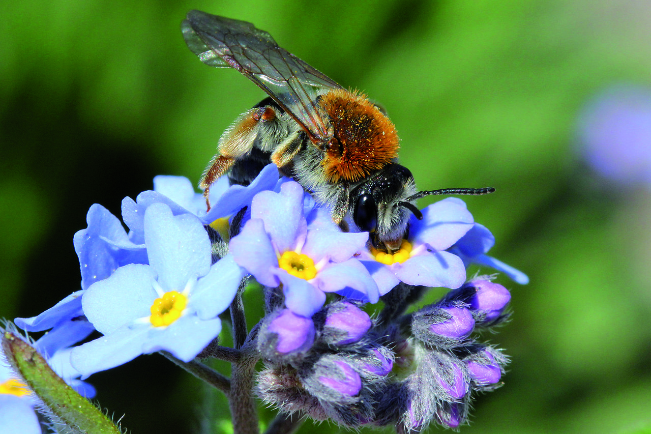 andrena-haemorrhoa_s~juergen-sessner