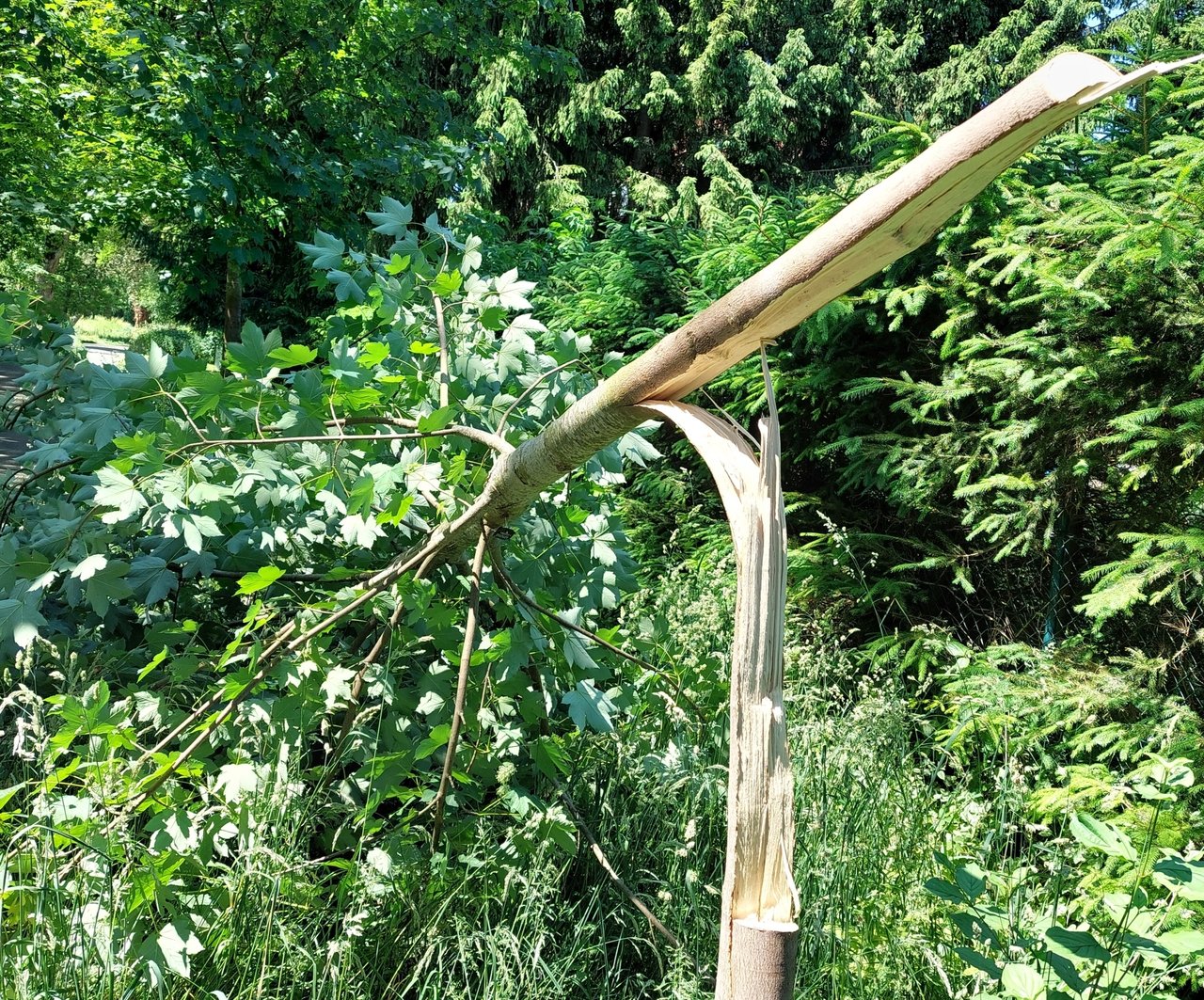 angesägterBaum1