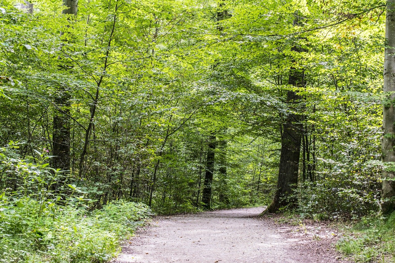 forest-path-g91725595f_1280