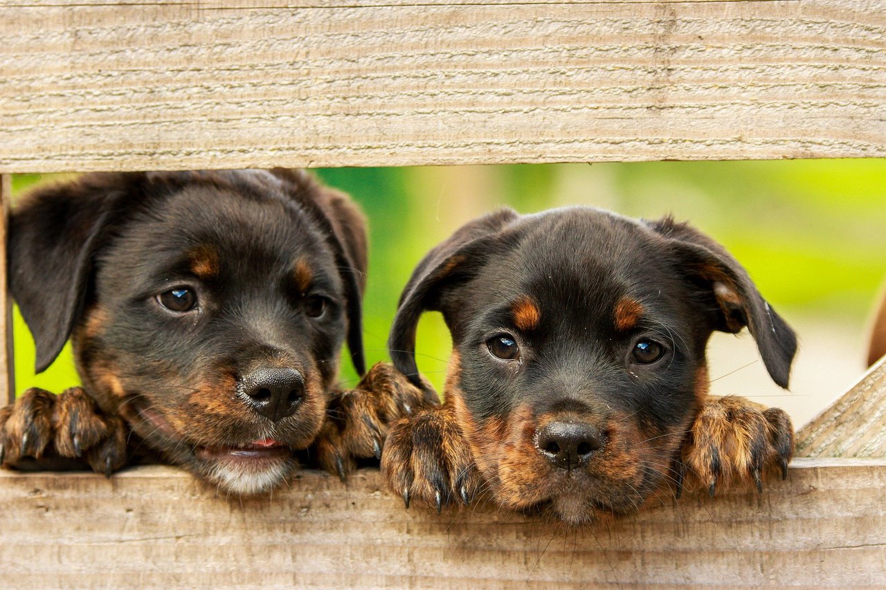 Hundeauslauf
