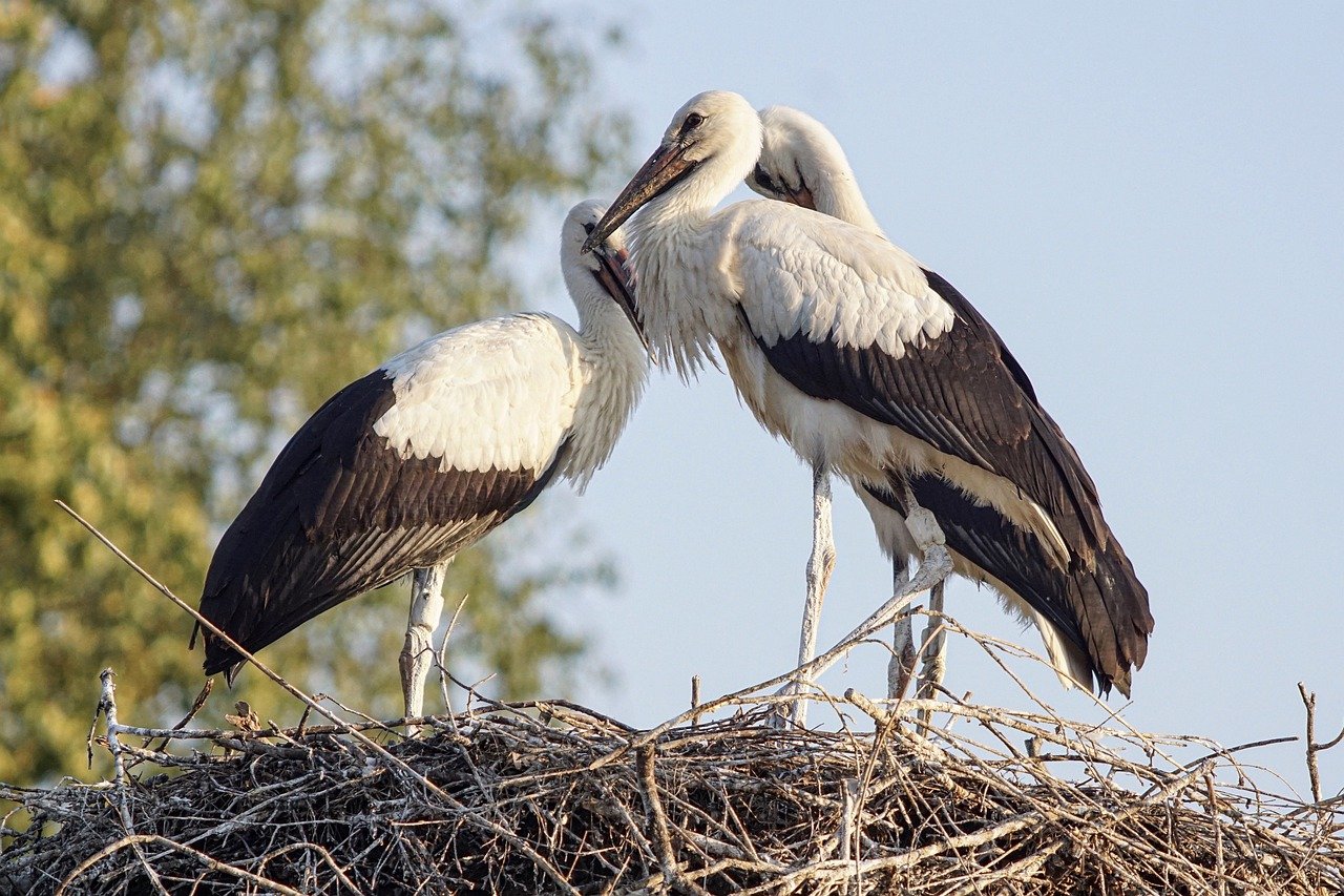 storks-3560073_1280