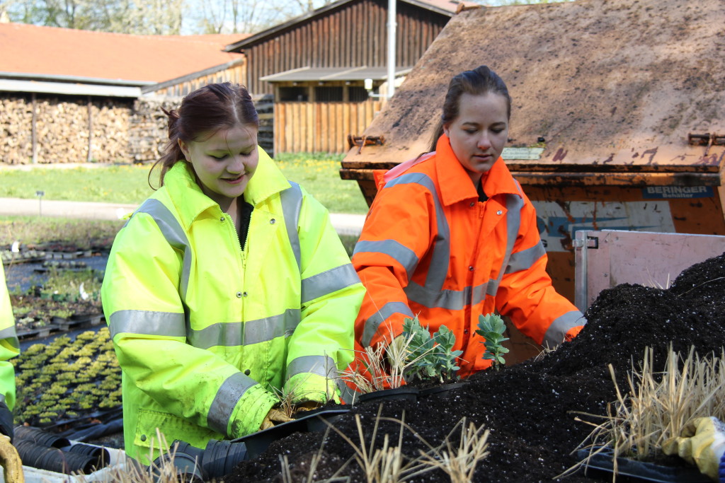 In der Stadtgärtnerei topfen Franziska (li.) und Nicole Jungpflanzen ein. (Foto: Mayer/Pressestelle Stadt Memmingen)